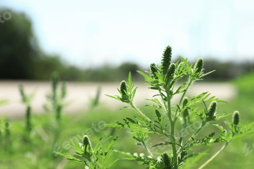 Preview: Blooming ragweed plant (Ambrosia genus) outdoors, space for text. Seasonal allergy