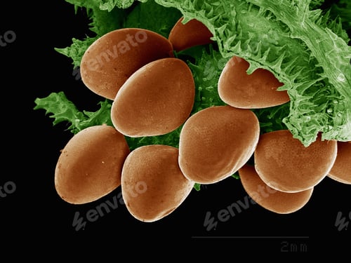 Preview: Coreidae eggs imaged in a scanning electron microscope