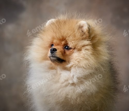 Preview: portrait of pomeranian spitz puppy
