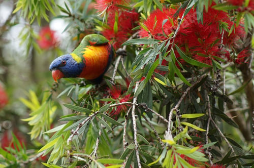 Preview: a Loriini bird sitting in the branches of some trees