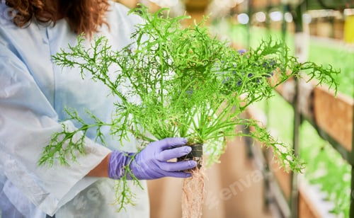 Preview: Female gardener hands holding mizuna green plant.