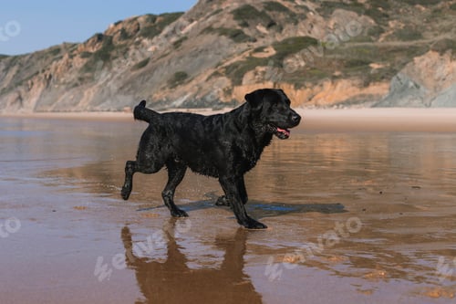 Preview: beautiful black labrador walking by the sea shore with reflection on the water. Summer