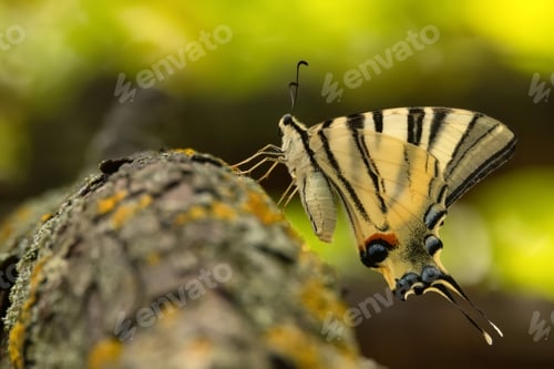 Preview: Scarce swallowtail or Iphiclides podalirius, also sail or pear-tree swallowtail