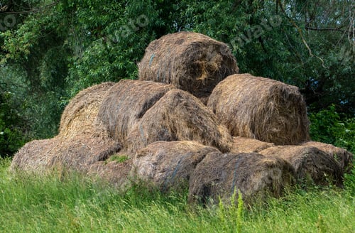 Preview: old straw bales abandoned in the field