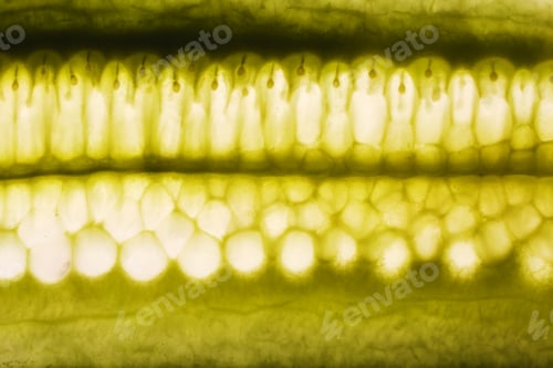 Preview: Green cucumber