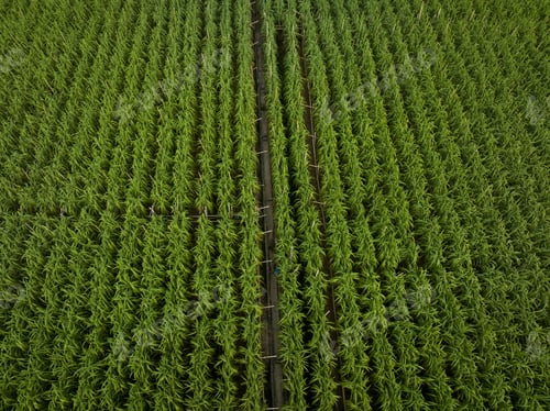 Preview: Aerial view of sugarcane plants growing at field