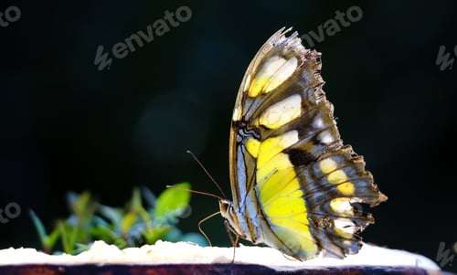 Preview: Siproeta Stelenes Butterfly, found in the Americas
