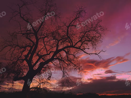Preview: Silhouette of Bare Tree Against Dramatic Sunset Sky