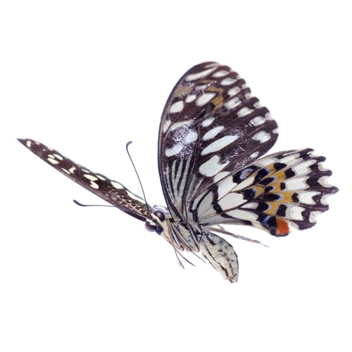 Preview: flying citrus swallowtail lime butterfly
