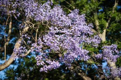 Preview: Jacaranda