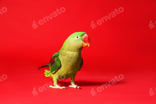 Preview: Beautiful green Alexandrine Parakeet on red background