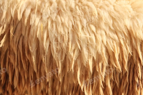 Preview: Background sheepskin