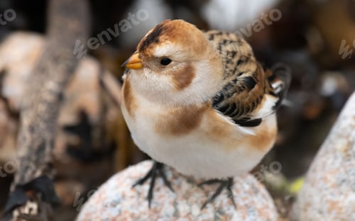 Preview: Snow Bunting perching on stone