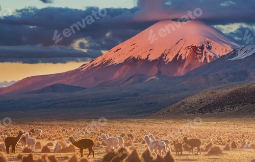 Preview: Llama in Bolivia