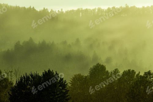 Preview: Green forest with mist and rain landscape