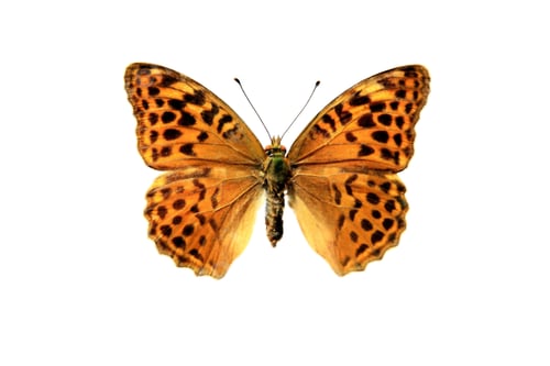 Preview: Butterfly