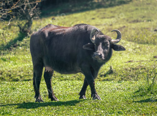 Preview: Italian Mediterranean Buffalo - Water Buffalo (Bubalus bubalis)