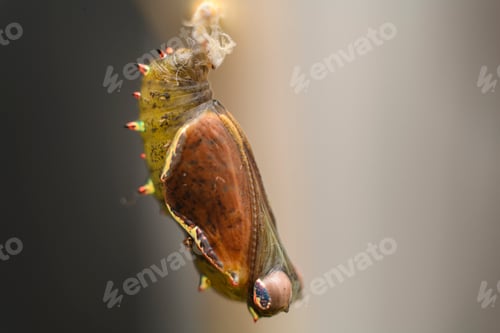 Preview: Pupa Stage in the life cycle of a butterfly,