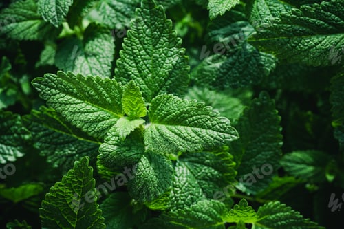 Preview: Green Melissa Leaves Background. Closeup Texture Detail. Fresh Herbs Produce