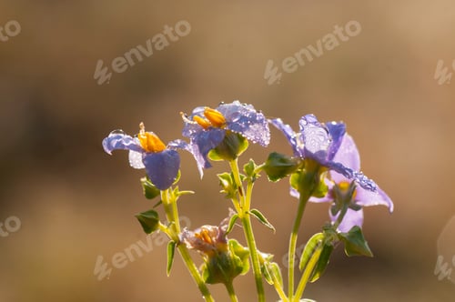 Preview: Close up grass flower, Nature background in the morning