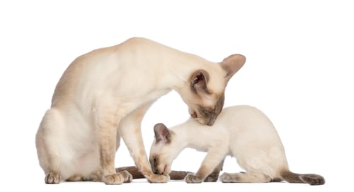 Preview: Oriental Shorthair father sitting with its kitten, 9 weeks old, and cleaning each other