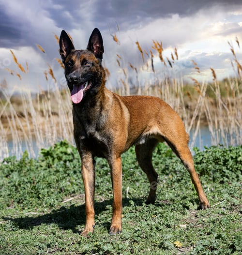 Preview: training of belgian shepherd