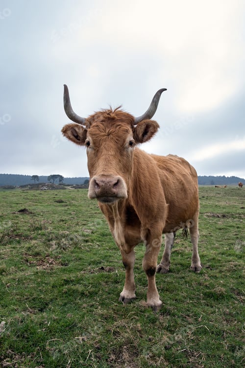 Preview: Wild cow looking at camera in the meadow