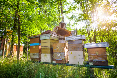Preview: Beekeeper