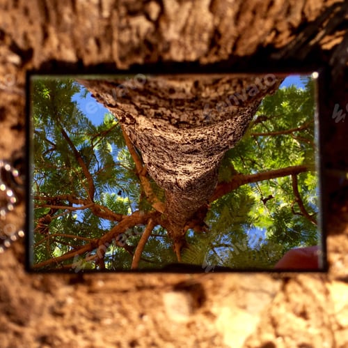 Preview: Tree