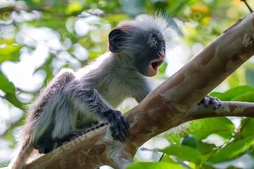 Preview: Baby Zanzibar red colobus or Procolobus kirkii