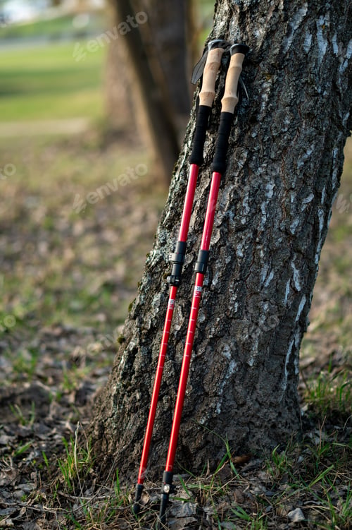 Preview: Red Nordic Walking Poles Leaning Against Birch Tree Trunk in Sunny Spring Park Forest Close Up