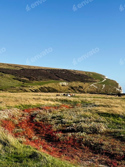 Preview: Horses grazing on the Seven Sisters Cliffs coast beneath a clear blue sky in East Sussex