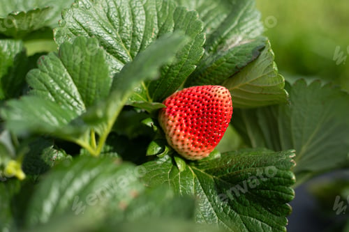Preview: Ripe strawberry on a farm