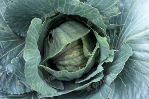 Preview: Cabbage