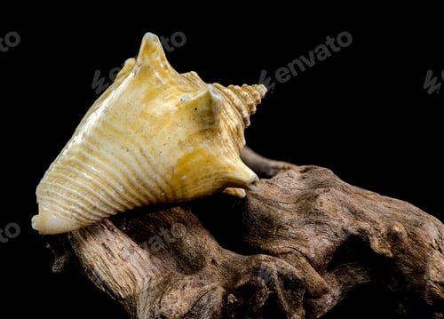 Preview: Strombus pugilis Shell on Driftwood with Black Background