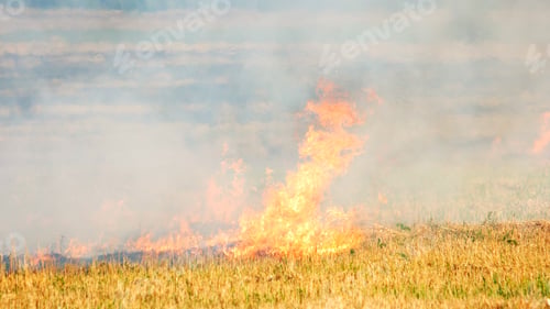 Preview: Forest wildfire.