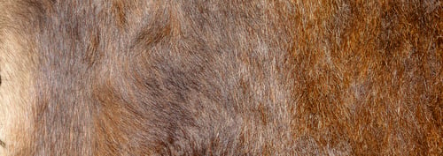 Preview: brown boar fur with visible texture