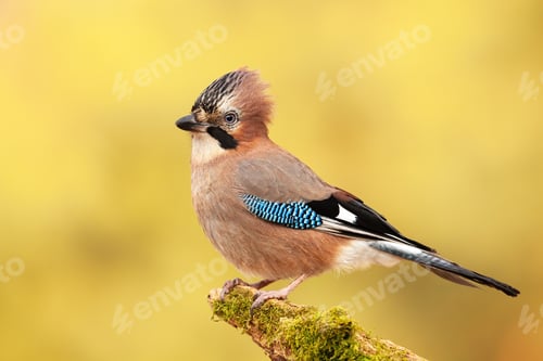 Preview: Eurasian jay sitting on a moss covered branch in autumn