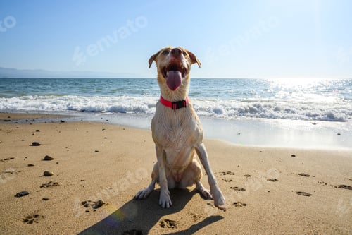 Preview: Happy Dog Sitting on a Sandy Beach at Sunset - Pet Travel Concept
