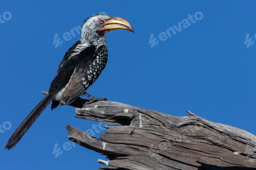 Preview: Yellow billed Hornbill - Botswana