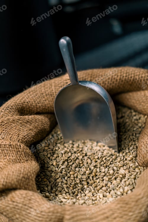 Preview: green raw coffee beans lie in bag with a spatula before roasting coffee industry production concept