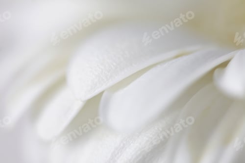 Preview: Soft focus flower background with copy space. Made with lens-baby and macro-lens.