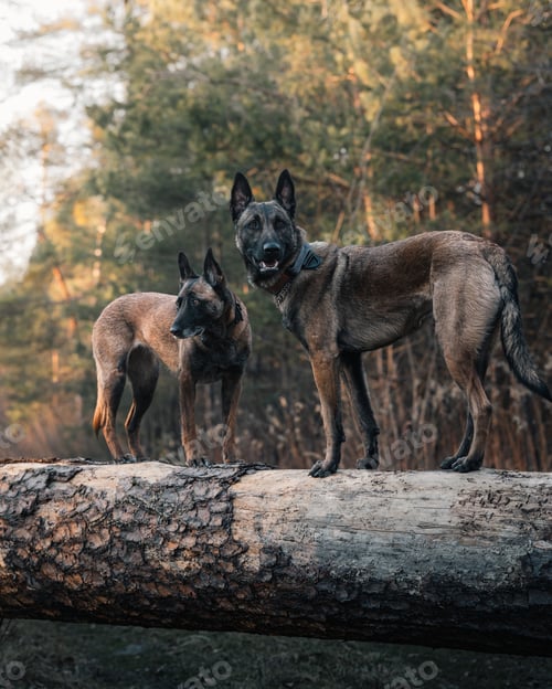 Preview: Two Belgian Shepherds standing on a log in a forest setting