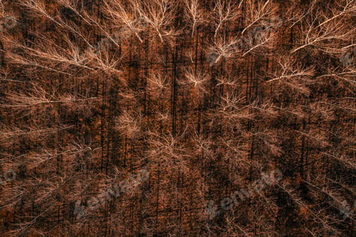 Preview: Deciduous poplar woodland with bare treetop and branches in autumn sunset, drone photography