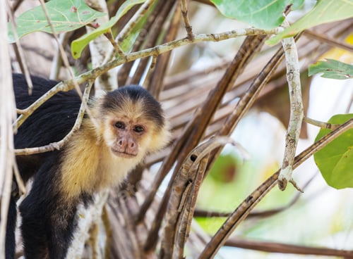 Preview: Monkey in Costa Rica