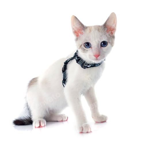 Preview: white kitten