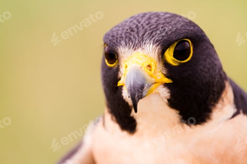Preview: Peregrine Falcon
