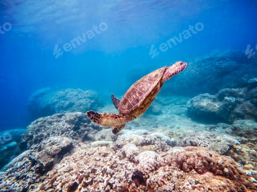 Preview: Turtle