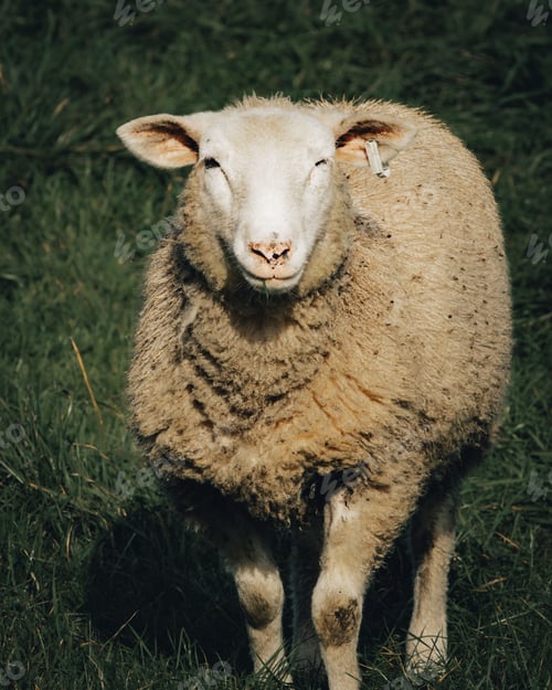 Preview: Sheep on a Green Pasture