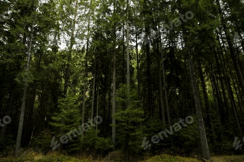 Preview: Travel and adventure concept, forest in Carpathians